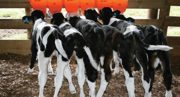 Jak uměle napájet tele?